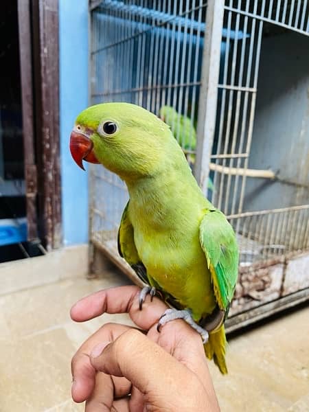Grey parrot, Indian ringneck, pineapple conure and Senegal parrot sale 5