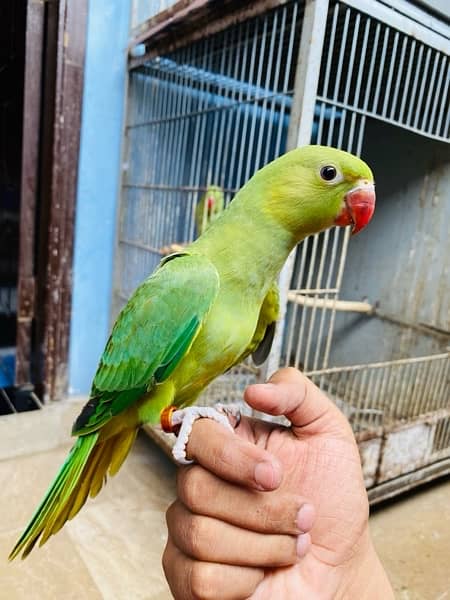 Grey parrot, Indian ringneck, pineapple conure and Senegal parrot sale 6