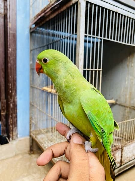 Grey parrot, Indian ringneck, pineapple conure and Senegal parrot sale 7