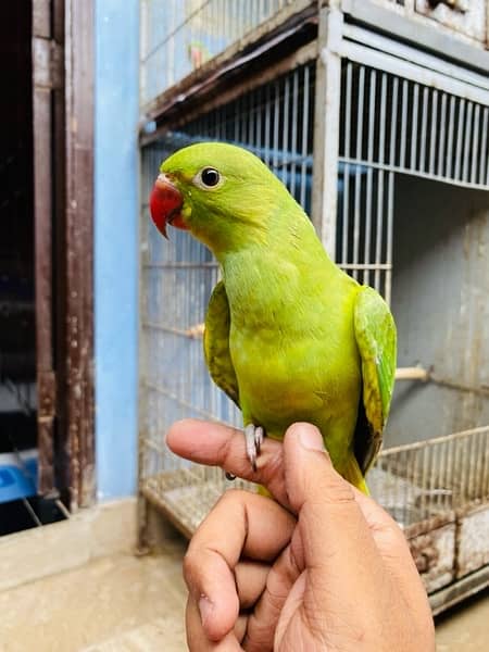 Grey parrot, Indian ringneck, pineapple conure and Senegal parrot sale 8