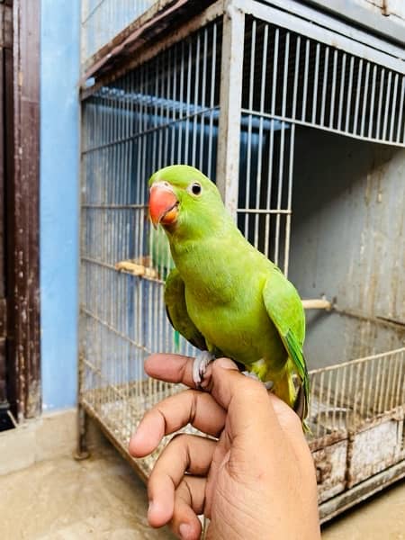 Grey parrot, Indian ringneck, pineapple conure and Senegal parrot sale 9