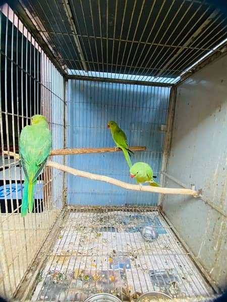 Grey parrot, Indian ringneck, pineapple conure and Senegal parrot sale 10