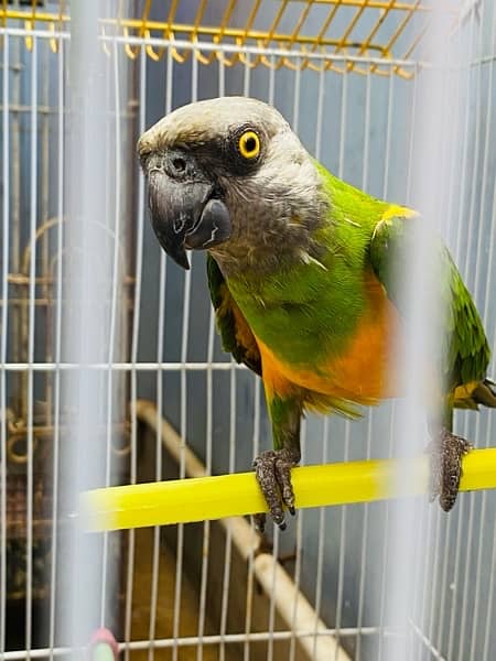 Grey parrot, Indian ringneck, pineapple conure and Senegal parrot sale 11