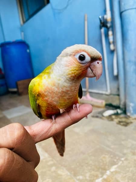 Grey parrot, Indian ringneck, pineapple conure and Senegal parrot sale 12