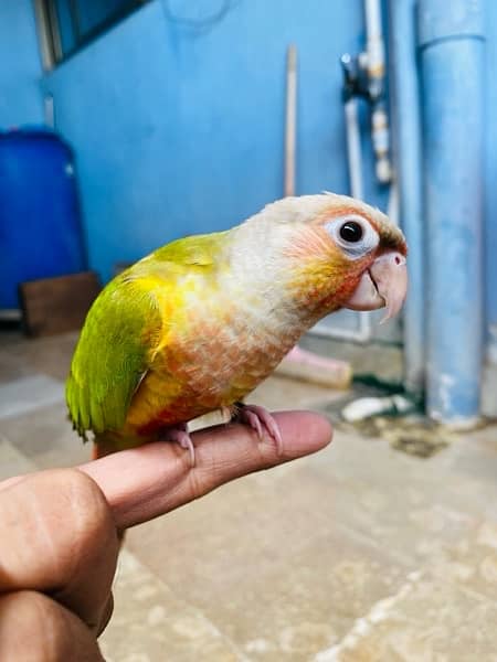 Grey parrot, Indian ringneck, pineapple conure and Senegal parrot sale 13