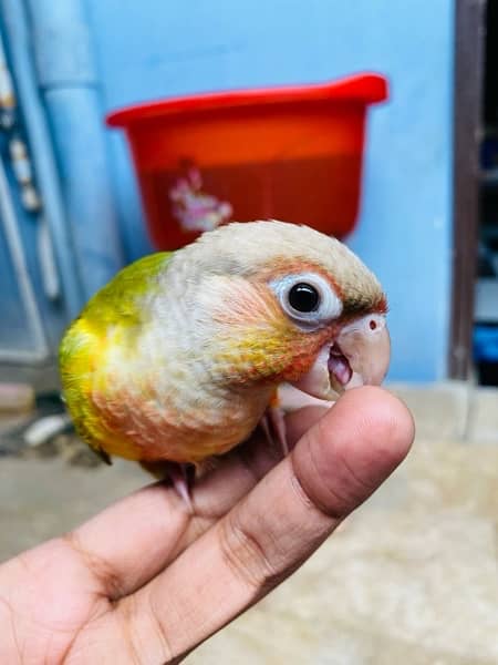 Grey parrot, Indian ringneck, pineapple conure and Senegal parrot sale 14