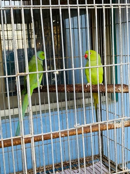 Grey parrot, Indian ringneck, pineapple conure and Senegal parrot sale 15