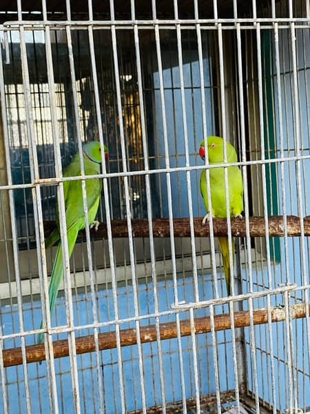 Grey parrot, Indian ringneck, pineapple conure and Senegal parrot sale 16