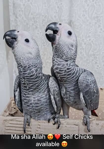 Grey parrot, Indian ringneck, pineapple conure and Senegal parrot sale 17