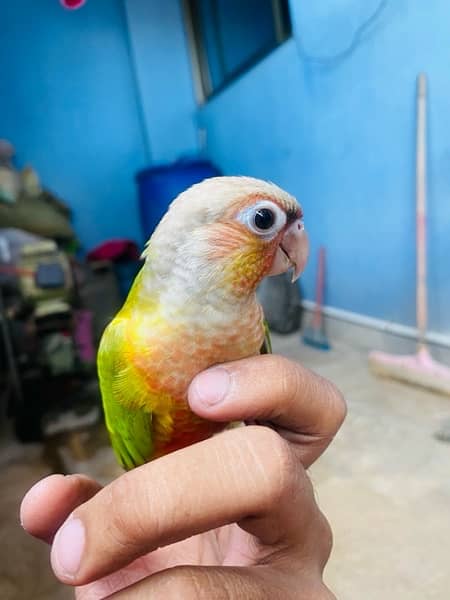 Grey parrot, Indian ringneck, pineapple conure and Senegal parrot sale 18
