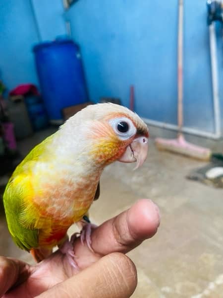 Grey parrot, Indian ringneck, pineapple conure and Senegal parrot sale 19