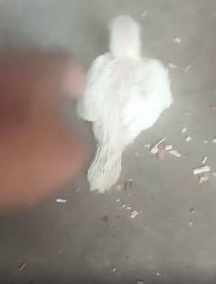 White Chicks Half Cover