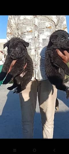 black shefard stock coat female puppy 0