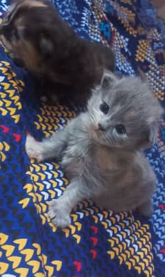 Persian kitten pair ( white male grey female]