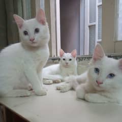 3 kittens Persian