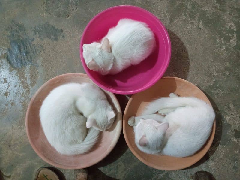 3 kittens Persian 1