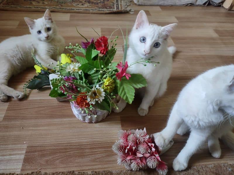 3 kittens Persian 2