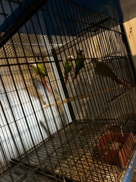 complete setup - 14 conures along with 2 big cages 3