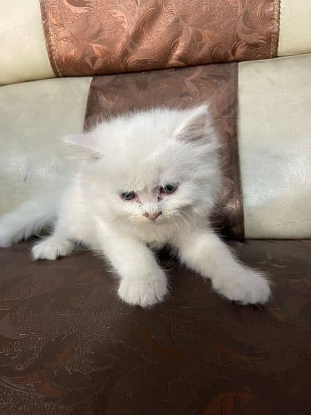 female white kitten triple coat blue eyes baby kitten for sale 1