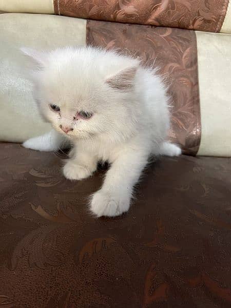 female white kitten triple coat blue eyes baby kitten for sale 2