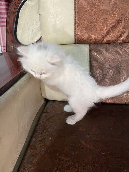 female white kitten triple coat blue eyes baby kitten for sale 4