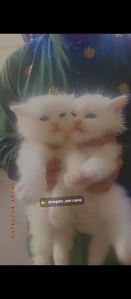 cats babies 2 months age full detail 03369004050 1