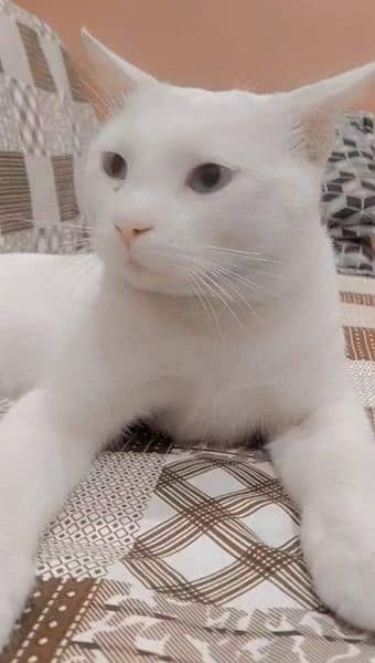 male cat 1