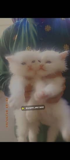 persion cat babies 2 months age full detail 03369004050 0