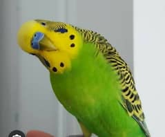 very beautiful health breeding parrots