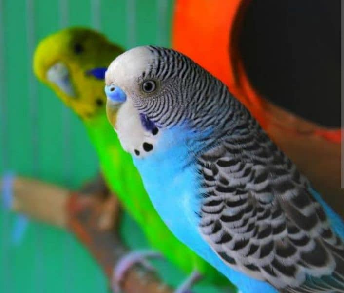 Very Beautiful Healthy Breeding parrots 1