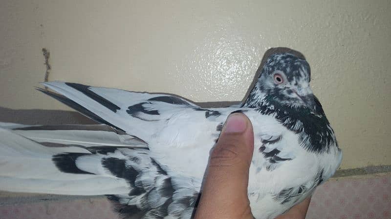 Flying pigeon 0