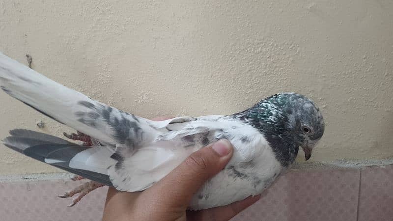 Flying pigeon 3