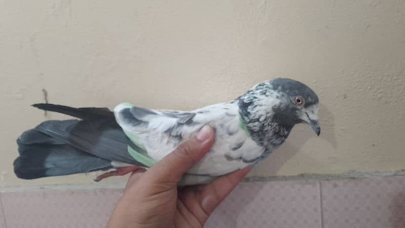 Flying pigeon 4