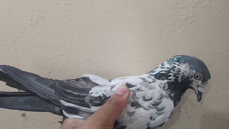 Flying pigeon 5