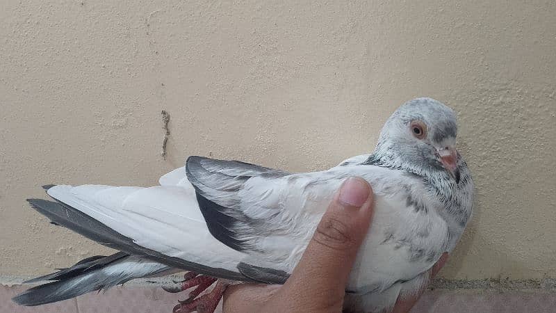 Flying pigeon 6