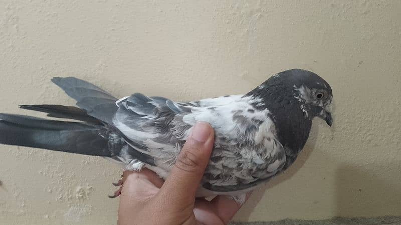Flying pigeon 7