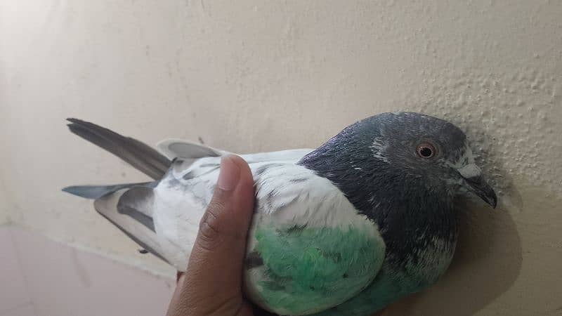 Flying pigeon 8