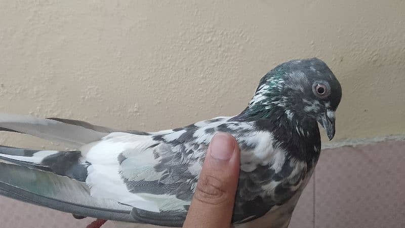 Flying pigeon 9