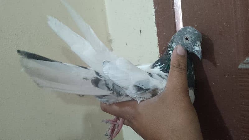 Flying pigeon 12