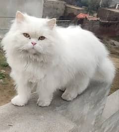 Triple coated persian cat Pure white litter trained vaccinated