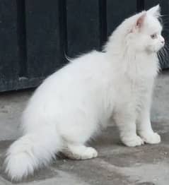 Triple coated persian cat Pure white litter trained vaccinated