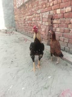 jawa murga and lakhi murgi pair for sale
