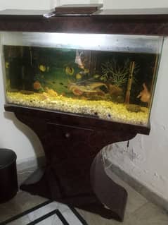 fish aquarium with fish with new water filter and heater