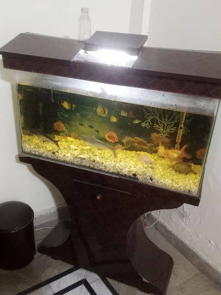 fish aquarium with fish with new water filter and heater 1