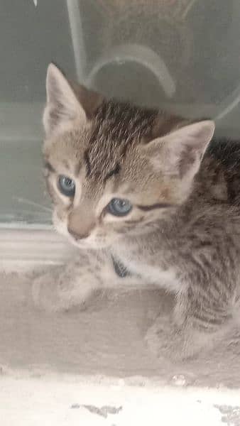 Kittens Looking for a New Home 4