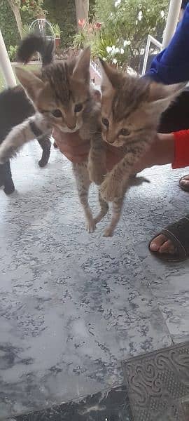 Kittens Looking for a New Home 11
