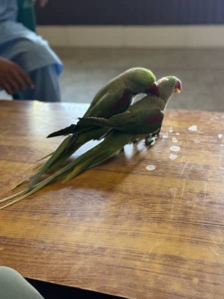 kashmiri raw parrots 1
