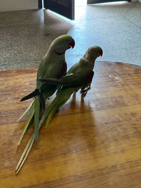kashmiri raw parrots 2