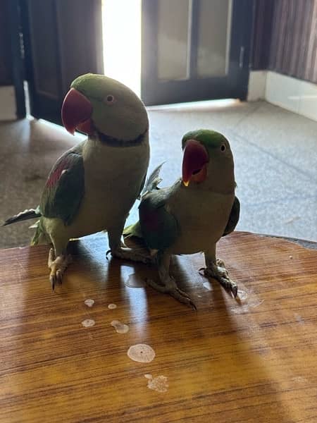 kashmiri raw parrots 3