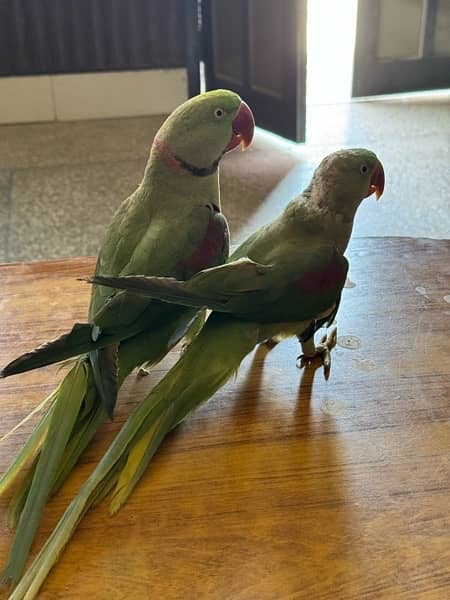 kashmiri raw parrots 4
